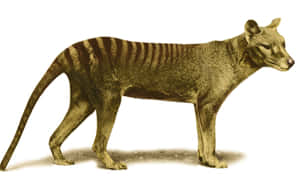 Tasmanian Tiger Standing Profile Wallpaper