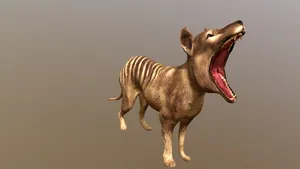 Tasmanian Tiger Yawning3 D Model Wallpaper