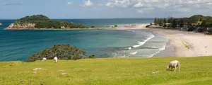 Tauranga Coastal Viewwith Sheep Wallpaper