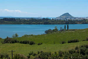 Tauranga Harbor View New Zealand Wallpaper
