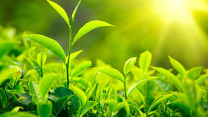 Tea Garden Plants Wallpaper