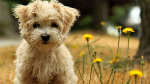 Teddy Bear Havanese Baby Dog Wallpaper