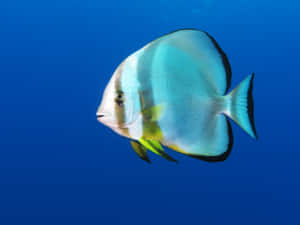 Teira Batfish Underwater Wallpaper