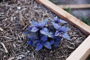 Tempt Your Taste Buds With Purple Basil Wallpaper