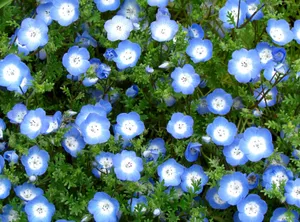 Tender Blue Nemophila Wallpaper
