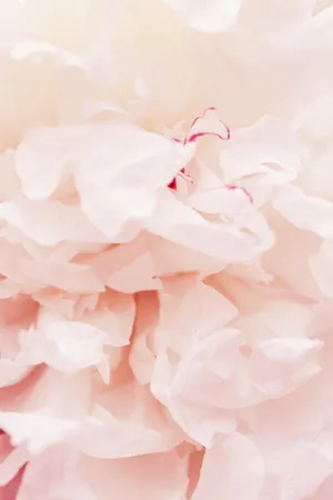 Tender Peach Petals Wallpaper