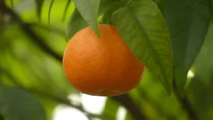 Tender Sensitive Satsuma Mandarins Wallpaper