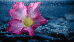 Tender Wet Flowers Wallpaper