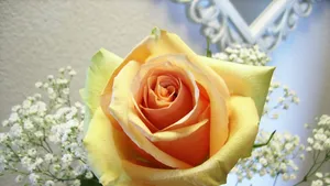 Tender Yellow Rose Wallpaper