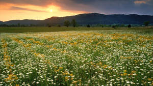 Tennessee Daisy Flower Field Wallpaper