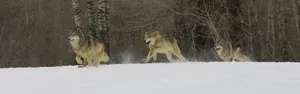 Tense Moments As Wolves Hunt In The Wilderness Wallpaper