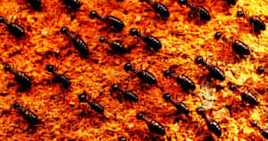 Termiteson Orange Soil Wallpaper