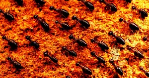 Termiteson Orange Soil Wallpaper