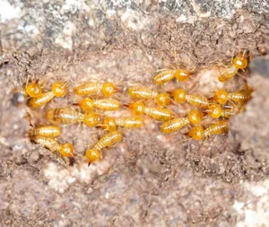 Termiteson Wood Texture Wallpaper