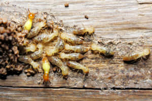 Termiteson Wooden Surface Wallpaper