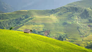 Terraced Farmland In Mountain Valley Wallpaper