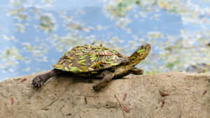 Terrapin Coveredin Leaves Beside Water Wallpaper