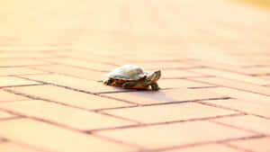 Terrapin Crossing Brick Path Wallpaper