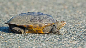 Terrapin Crossing Gravel Road Wallpaper