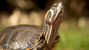 Terrapin Profile Pose Wallpaper