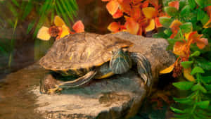 Terrapin Restingon Rock Wallpaper