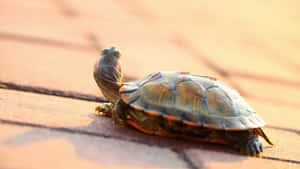 Terrapin Sunbathingon Brick Pavement Wallpaper