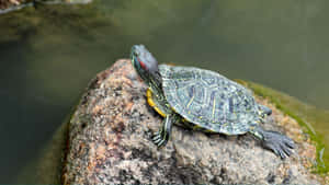 Terrapin Sunbathingon Rock Wallpaper