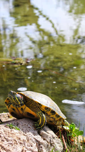 Terrapinbythe Lake Wallpaper