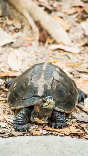 Terrapinon Forest Floor.jpg Wallpaper