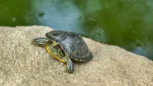 Terrapinon Riverside Rock Wallpaper