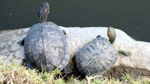 Terrapins Baskingby Water Wallpaper