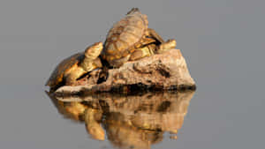 Terrapins Baskingon Rock Wallpaper