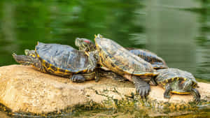 Terrapins Baskingon Rock Wallpaper