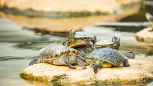 Terrapins Baskingon Rock Wallpaper