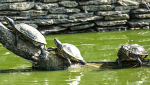 Terrapins Sunningon Log Wallpaper