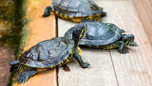 Terrapinson Wooden Deck Beside Water Wallpaper