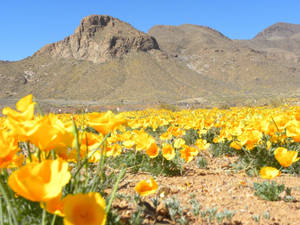 Texas Spring Time Wallpaper