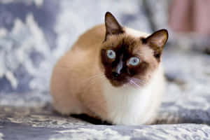 Thai Blue Cat Relaxing On The Windowsill Wallpaper