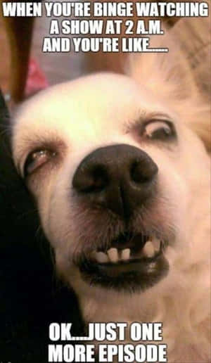 That Feeling When People Ask You To Take Care Of Their Pet Wallpaper