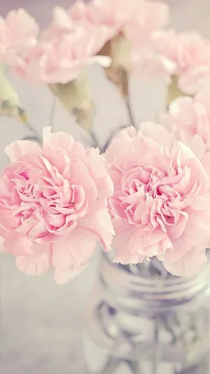 The Absolute Definition Of Elegance - A Peony Iphone Wallpaper