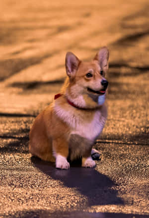 The Adorable And Intelligent Corgi Named Ein From Cowboy Bebop Wallpaper