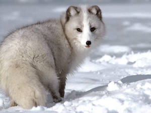 The Adorable Chubby Arctic Fox Wallpaper