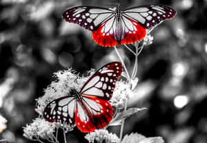 The Alluring Beauty Of A White Butterfly. Wallpaper