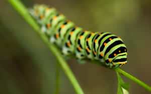 The Amazing Transformation Of A Caterpillar To A Butterfly Wallpaper