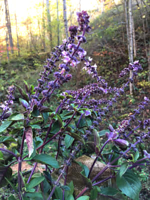 The Aroamic Flavor Of Purple Basil Wallpaper