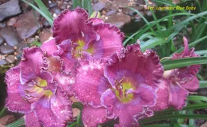 The Aromatic Elegance Of Lavender Blue. Wallpaper