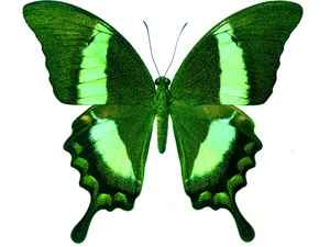 The Beautiful Beauty Of Nature - A Green Butterfly Wallpaper