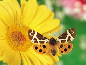 The Beauty Of Butterfly Watching Unfolds In The Wild. Wallpaper