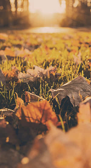 The Beauty Of Fallen Leaves Wallpaper