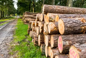 The Beauty Of Forest Conservation Wallpaper